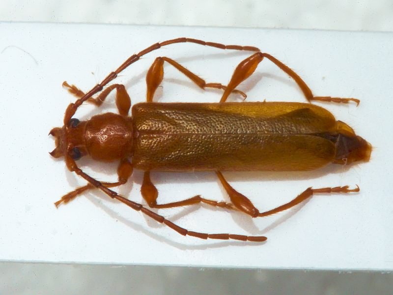 Leioderes kollari Redtenbacher, 1849